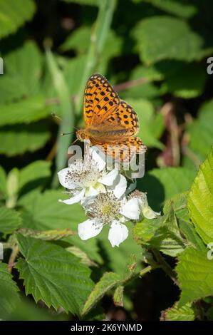 Papillon fritillaire vert foncé sur fleur de mûre Banque D'Images