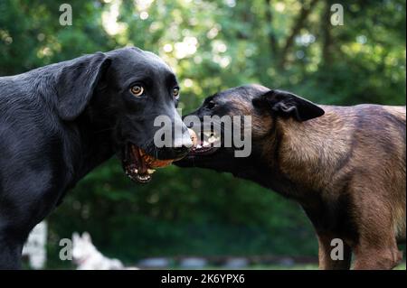 Black labrador Retriever et belge malinois berger chiens tirant avec un jouet à l'extérieur dans la nature verte. Banque D'Images