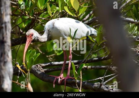 Un ibis blanc américain (Eudocimus albus) perché dans un arbre à Ambergris Caye, Belize. Banque D'Images