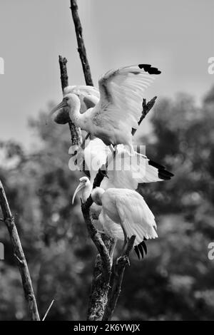 Un troupeau d'ibis blanc américain (Eudocimus albus) se prêtant en étant perché dans un arbre sur Ambergris Caye, Belize. Banque D'Images