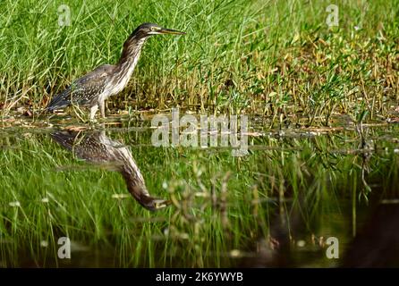 Un héron vert (Butorides virescens), mineur et isolé, se reflète dans l'eau et sur fond d'herbe verte à Ambergris Caye, Belize, Amérique centrale. Banque D'Images