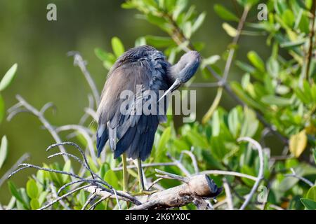 Un Heron tricolore (Egretta tricolor) se prêtant alors qu'il est perché dans un arbre dans les mangroves d'Ambergris Caye, Belize, Caraïbes. Banque D'Images