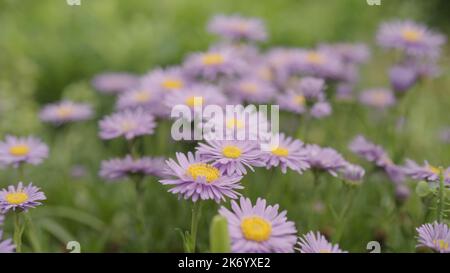 fleurs alpines violettes gros plan, photo large Banque D'Images