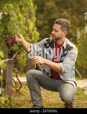 enologue coupant de la vigne avec des ciseaux de jardin, des raisins Banque D'Images