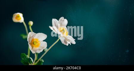 Fleurs blanches douces Anemone Honorine Jobert sur fond bleu sarcelle foncé. Couleur tendance 2023. Fond floral et beauté de la nature Banque D'Images