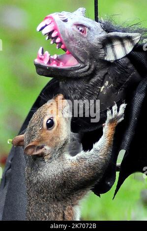 UN ÉCUREUIL VA LES CHAUVES-SOURIS SUR UNE DÉCORATION D'HALLOWEEN DANS UN JARDIN À FAREHAM, HANTS PIC MIKE WALKER 2015 ATTENTION NOUVELLES/IMAGES HALLOW Quand Vicky Freeman, 57 ans, a décidé d'accrocher un masque d'Halloween dans son jardin comme une décoration de fête, elle ne s'attendait pas à ce que Sam l'écureuil se joint à l'amusement. Sam trouva bientôt le masque de chauve-souris à son goût, en allant des trous d'oeil et en animant le costume noir. Grand-mère Vicky de Fareham, Hants a dit:’ Sam est un visiteur régulier de notre jardin et est presque dompté. ' Nous avons mis le masque pour nos petits-enfants, Paul et Kerry de la ligne de vêtements et le suivant Banque D'Images