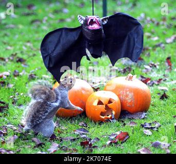 UN ÉCUREUIL VA LES CHAUVES-SOURIS SUR UNE DÉCORATION D'HALLOWEEN DANS UN JARDIN À FAREHAM, HANTS PIC MIKE WALKER 2015 ATTENTION NOUVELLES/IMAGES HALLOW Quand Vicky Freeman, 57 ans, a décidé d'accrocher un masque d'Halloween dans son jardin comme une décoration de fête, elle ne s'attendait pas à ce que Sam l'écureuil se joint à l'amusement. Sam trouva bientôt le masque de chauve-souris à son goût, en allant des trous d'oeil et en animant le costume noir. Grand-mère Vicky de Fareham, Hants a dit:’ Sam est un visiteur régulier de notre jardin et est presque dompté. ' Nous avons mis le masque pour nos petits-enfants, Paul et Kerry de la ligne de vêtements et le suivant Banque D'Images