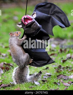 UN ÉCUREUIL VA LES CHAUVES-SOURIS SUR UNE DÉCORATION D'HALLOWEEN DANS UN JARDIN À FAREHAM, HANTS PIC MIKE WALKER 2015 ATTENTION NOUVELLES/IMAGES HALLOW Quand Vicky Freeman, 57 ans, a décidé d'accrocher un masque d'Halloween dans son jardin comme une décoration de fête, elle ne s'attendait pas à ce que Sam l'écureuil se joint à l'amusement. Sam trouva bientôt le masque de chauve-souris à son goût, en allant des trous d'oeil et en animant le costume noir. Grand-mère Vicky de Fareham, Hants a dit:’ Sam est un visiteur régulier de notre jardin et est presque dompté. ' Nous avons mis le masque pour nos petits-enfants, Paul et Kerry de la ligne de vêtements et le suivant Banque D'Images