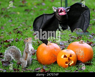 UN ÉCUREUIL VA LES CHAUVES-SOURIS SUR UNE DÉCORATION D'HALLOWEEN DANS UN JARDIN À FAREHAM, HANTS PIC MIKE WALKER 2015 ATTENTION NOUVELLES/IMAGES HALLOW Quand Vicky Freeman, 57 ans, a décidé d'accrocher un masque d'Halloween dans son jardin comme une décoration de fête, elle ne s'attendait pas à ce que Sam l'écureuil se joint à l'amusement. Sam trouva bientôt le masque de chauve-souris à son goût, en allant des trous d'oeil et en animant le costume noir. Grand-mère Vicky de Fareham, Hants a dit:’ Sam est un visiteur régulier de notre jardin et est presque dompté. ' Nous avons mis le masque pour nos petits-enfants, Paul et Kerry de la ligne de vêtements et le suivant Banque D'Images