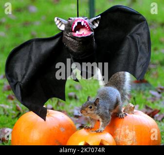 UN ÉCUREUIL VA LES CHAUVES-SOURIS SUR UNE DÉCORATION D'HALLOWEEN DANS UN JARDIN À FAREHAM, HANTS PIC MIKE WALKER 2015 ATTENTION NOUVELLES/IMAGES HALLOW Quand Vicky Freeman, 57 ans, a décidé d'accrocher un masque d'Halloween dans son jardin comme une décoration de fête, elle ne s'attendait pas à ce que Sam l'écureuil se joint à l'amusement. Sam trouva bientôt le masque de chauve-souris à son goût, en allant des trous d'oeil et en animant le costume noir. Grand-mère Vicky de Fareham, Hants a dit:’ Sam est un visiteur régulier de notre jardin et est presque dompté. ' Nous avons mis le masque pour nos petits-enfants, Paul et Kerry de la ligne de vêtements et le suivant Banque D'Images