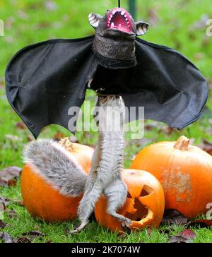 UN ÉCUREUIL VA LES CHAUVES-SOURIS SUR UNE DÉCORATION D'HALLOWEEN DANS UN JARDIN À FAREHAM, HANTS PIC MIKE WALKER 2015 Banque D'Images