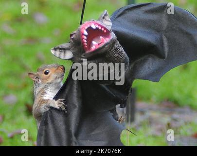 UN ÉCUREUIL VA LES CHAUVES-SOURIS SUR UNE DÉCORATION D'HALLOWEEN DANS UN JARDIN À FAREHAM, HANTS PIC MIKE WALKER 2015 ATTENTION NOUVELLES/IMAGES HALLOW Quand Vicky Freeman, 57 ans, a décidé d'accrocher un masque d'Halloween dans son jardin comme une décoration de fête, elle ne s'attendait pas à ce que Sam l'écureuil se joint à l'amusement. Sam trouva bientôt le masque de chauve-souris à son goût, en allant des trous d'oeil et en animant le costume noir. Grand-mère Vicky de Fareham, Hants a dit:’ Sam est un visiteur régulier de notre jardin et est presque dompté. ' Nous avons mis le masque pour nos petits-enfants, Paul et Kerry de la ligne de vêtements et le suivant Banque D'Images