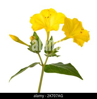 Fleurs jaunes de quatre heures isolées sur fond blanc Banque D'Images