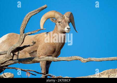 Un bélier de Bighorn regardant sur son domaine. Banque D'Images