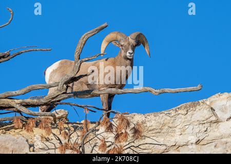 Un bélier de Bighorn regardant sur son domaine. Banque D'Images