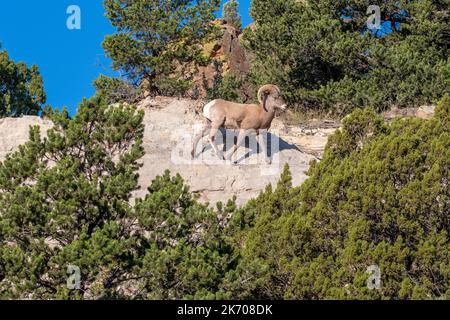 Un bélier de Bighorn regardant sur son domaine. Banque D'Images