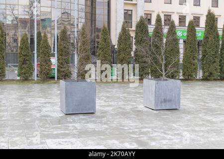 Chisinau, Moldova - 25 décembre 2021 - quelques thuyas plantés devant un luxueux bâtiment et des rives de la ville Banque D'Images