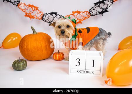 Chien habillé comme une citrouille et un calendrier en bois 31 octobre sur un fond blanc. Banque D'Images