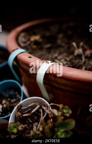 Coccinelles rampant sur un pot en céramique à San Diego Banque D'Images