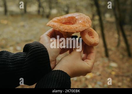 Jeune safran laque - Lactarius deliciosus dans les mains de cueillette de champignons sur fond de forêt, vue rapprochée. Concept de champignons de pin rouge de récolte Banque D'Images