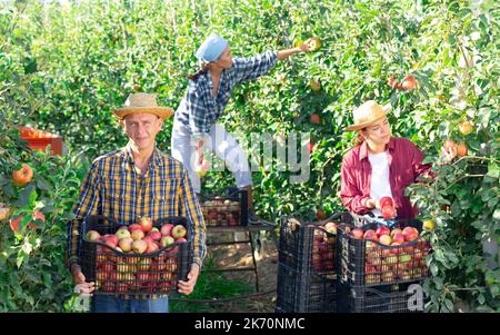 Homme fermier en chapeau de paille cueillant des pommes fraîches Banque D'Images