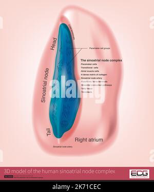 Le nœud sinusal est la source du rythme cardiaque humain, avec une structure complexe, y compris les cellules de stimulateur cardiaque et la matrice de collagène. Banque D'Images