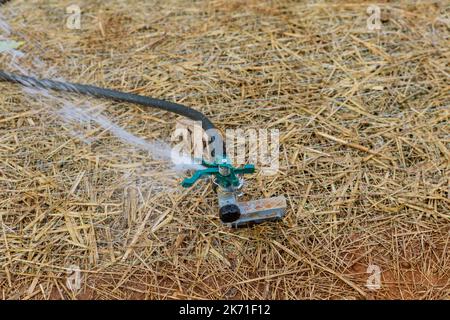 Arrosage de l'herbe avec arroseur de pelouse dans le jardinage paysagiste près de la nouvelle maison Banque D'Images