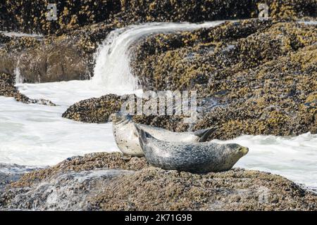 Deux phoques du port du Pacifique reposent sur un rocher au-dessus des vagues sur la côte sauvage de l'Oregon Banque D'Images