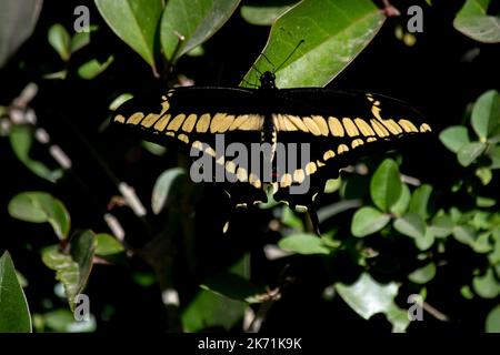 Gros plan photo d'un beau papillon. Papilio thoas Banque D'Images