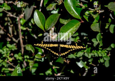 Gros plan photo d'un beau papillon. Papilio thoas Banque D'Images