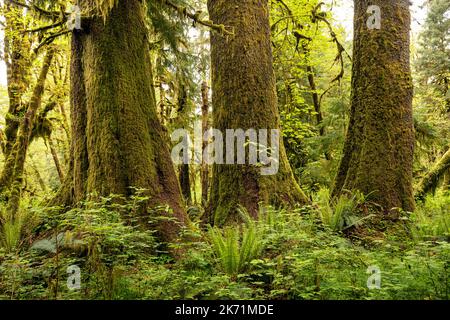 WA22274-00...WASHINGTON - arbres Evergreen légèrement recouverts de mousse à côté de grosses feuilles de mousse accrochées le long du sentier de la nature Maple Glade, NP olympique. Banque D'Images