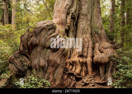 WA22290-00...WASHINGTON - base massive d'un vénérable cèdre rouge de l'Ouest vu sur le sentier de la nature de Big Cedar dans le parc national olympique. Banque D'Images