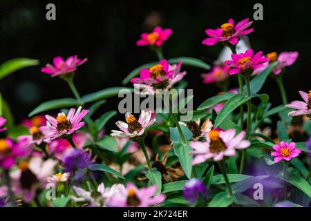 Grand Or et Bourgogne Coreopsis Tinctoria fleurs sauvages dans le jardin automnal Banque D'Images