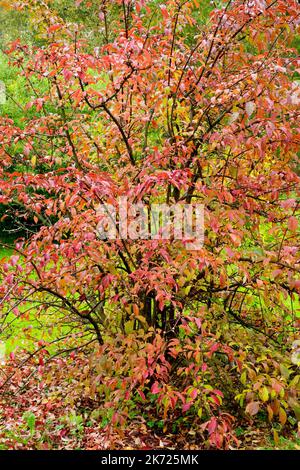 Viburnum x bodnantense 'Dawn' arbuste d'automne dans le jardin Banque D'Images