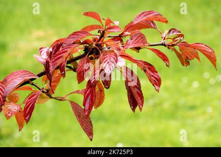 Bodnant Viburnum automne Viburnum x bodnantense 'Dawn', Arrowwood, feuilles d'automne sur branche, arbuste, rouge, feuillage Banque D'Images