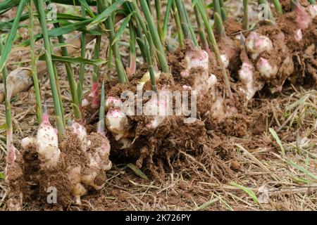 Récoltez la racine de gingembre des fermes biologiques. Le gingembre frais dans le jardin avec des feuilles vertes est creusé hors du sol pour la vente sur le marché. Banque D'Images