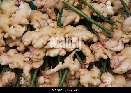 Récoltez la racine de gingembre des fermes biologiques. Le gingembre frais dans le jardin avec des feuilles vertes est creusé hors du sol pour la vente sur le marché. Banque D'Images