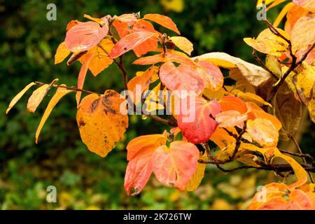 Fothergilla Major Autumn Mountain Witch-Alder Banque D'Images