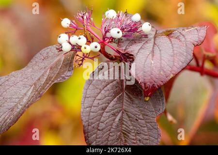 Cornus alba 'Sibirica' baies de feuilles de pourpre foncé en automne et baies blanches Banque D'Images