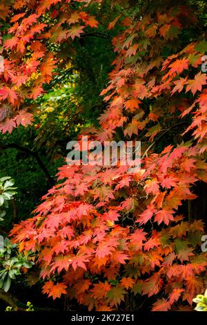 Automne, Acer palmatum 'Amoenum', érable japonais, feuilles, érable, Feuillage Banque D'Images