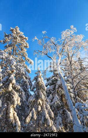 Neige sur les arbres dans la forêt d'hiver Banque D'Images