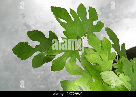 Fig feuilles sur eau blanche Banque D'Images