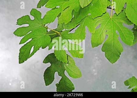 Fig feuilles sur eau blanche Banque D'Images