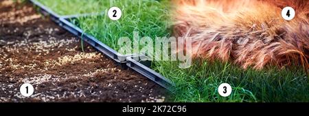 Les stades de la croissance du blé, depuis le semis des céréales dans le sol jusqu'aux oreilles cultivées. Croissance du blé avant et après, photographie Banque D'Images