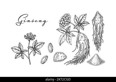 Ensemble de racines de ginseng sauvages dessinées à la main avec des feuilles et des baies isolées sur fond blanc. Illustration de vecteur botanique dans un style d'esquisse pour l'emballage, Illustration de Vecteur