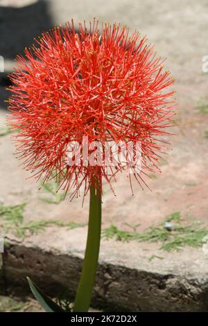 Lily de boule de feu (Scadoxus multiflorus) en fleur dans un jardin : (pix SShukla) Banque D'Images