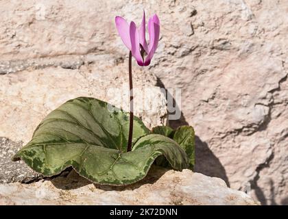 Plante de cyclamen avec une seule feuille et une fleur rose poussant entre deux roches calcaires de Jérusalem dans un jardin en Israël Banque D'Images