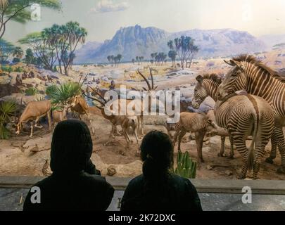 Les enfants regardent la diorama au Akeley Hall of African Mammals, Musée américain d'histoire naturelle, New York, États-Unis Banque D'Images