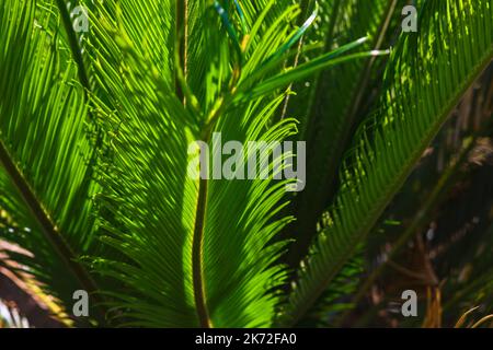 Feuilles de Cycas Revoluta ou sago Palm photo de fond. Plantes décoratives pour jardins ou parcs. Banque D'Images