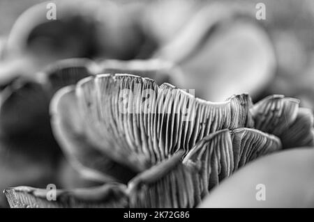 un petit champignon en filigrane en noir et blanc pris dans une racine d'arbre, avec une tache lumineuse dans la forêt. Sol forestier avec mousse et aiguilles de pin. Prise de vue macro Banque D'Images